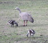 Cape Barren Geese