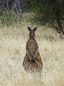 Eastern Grey Kangaroo