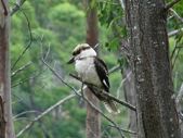 Kookaburra