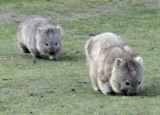 Wombat